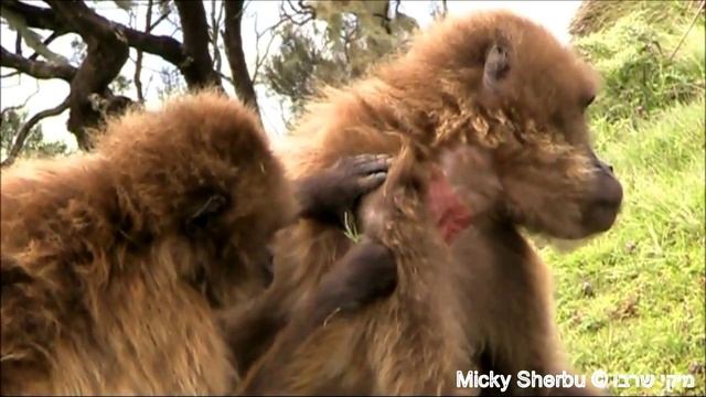 Gelada Baboons cleaning each other, Ethiopia смотреть онлайн