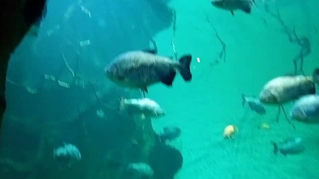 Владивосток Океанариум #океанариум #Владивосток #рыбы #океан #красота #атмосфера смотреть онлайн