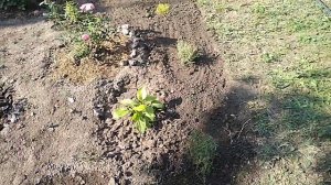 Цветение розы Августа Луиза. Посадка и стрижка Тимьяна.