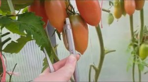 Двойники томатов = Алые свечи, Сосулька розовая, Пурпурная свеча