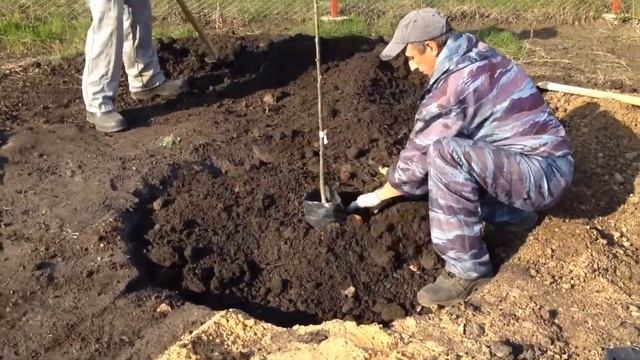 Сажаем фруктовый сад в Воронеже смотреть онлайн