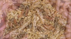 Разведение Опарыша в домашних условиях как бизнес идея