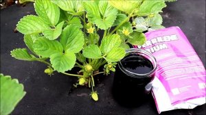 Хлороз клубники.  Лечение.  #клубникавесной #клубникаукраина #клубника #уходзаклубникой