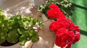 #559. Сорта пеларгоний (новинок) рекомендуемые для комнатного выращивания! Обзор цветения!