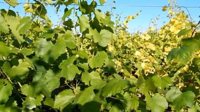 Виноград.Хлороз листьев винограда.Методы борьбы с этим заболеванием. смотреть онлайн