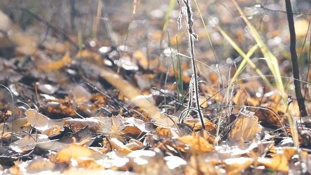 К.Д.Бальмонт "ОСЕНЬ" смотреть онлайн