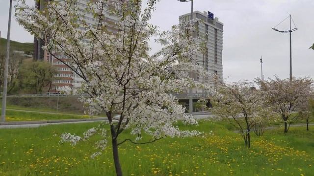 Вишневый сад в центре Владивостока. Красивые места БлогВладивосток. смотреть онлайн