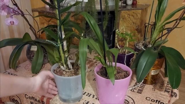 Посадка Орхидей. Выбор системы посадки, все + и - этих методов смотреть онлайн