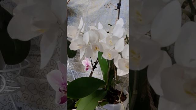 Цветение орхидей в октябре 2021 г. смотреть онлайн