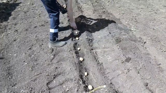ПОСАДКА КАРТОШКИ ПРОСТОЙ СПОСОБ. смотреть онлайн