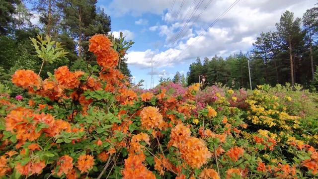 || natrure of finland || Most beautiful place in Helsinki || смотреть онлайн