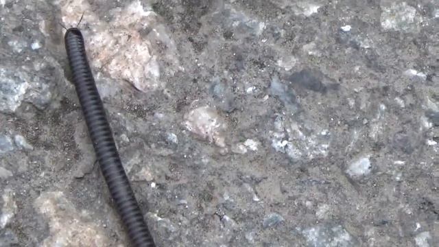 гусеница ползет асфальт черви гусеница бражника гусеница ползает как ползает гусеница смотреть онлайн