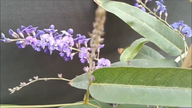 Handerbergia - Vivero Marra смотреть онлайн