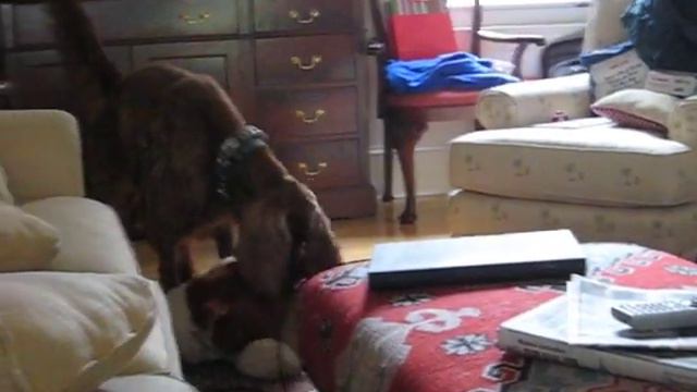 Irish Setter Wants to Eat смотреть онлайн