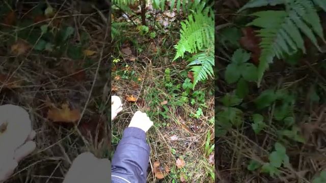 Маслята прячутся в траве смотреть онлайн