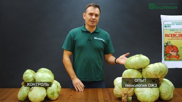ОЖЗ капусты в 2 раза больше, крупнее, полезнее