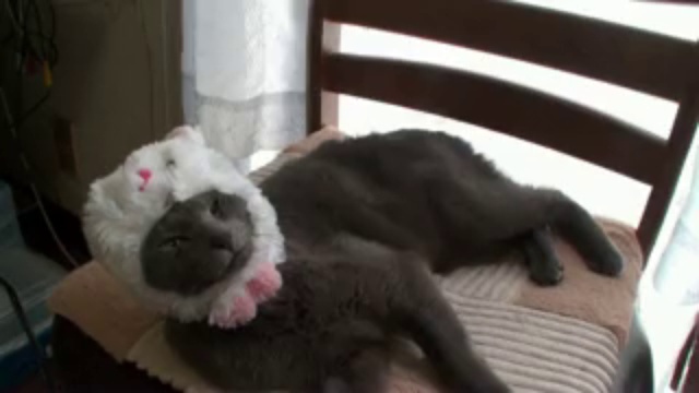 Котокролик