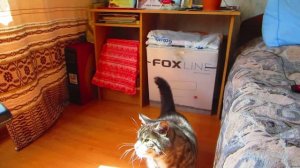 Кот шипит на пылесос