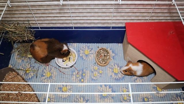 Всё о морских свинках, уход и содержание в домашних условиях смотреть онлайн