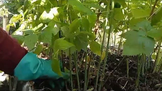 Июньская обрезка малины