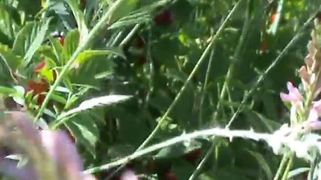 вишня войлочная в Сибири смотреть онлайн