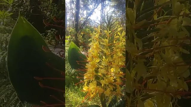 Fiesta Ginger Flower..Big island Hawaii смотреть онлайн
