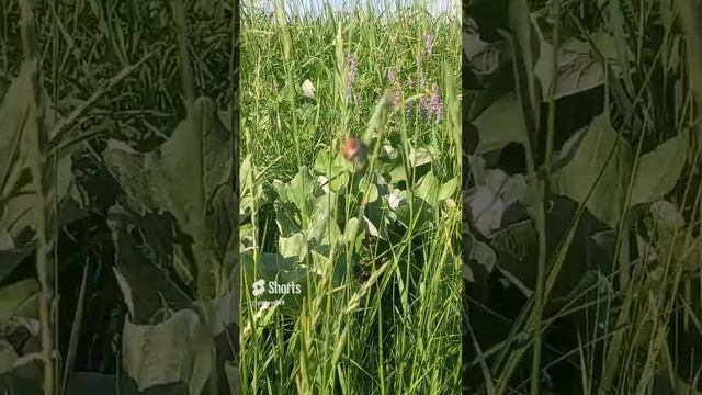 жук смотреть онлайн