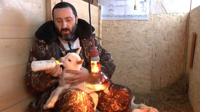 Вот почему нужно отбирать козлят у козы! // Новорожденные козлята. смотреть онлайн