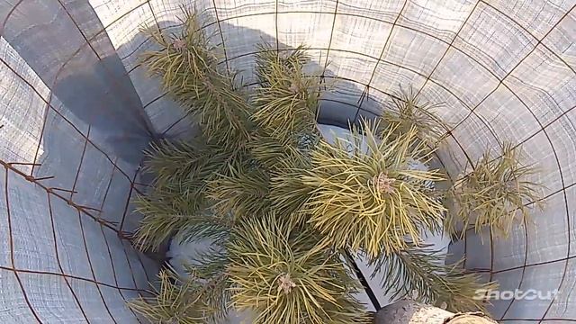 Защита Хвойных Деревьев от солнечных лучей и ветра. смотреть онлайн