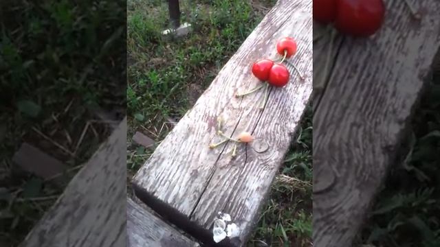 Поделки из вишни смотреть онлайн