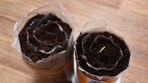 Сажаем лилии в улитку   размножение чешуйками