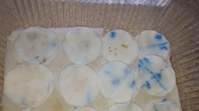 Синяя гроздь. Попытка номер два. смотреть онлайн