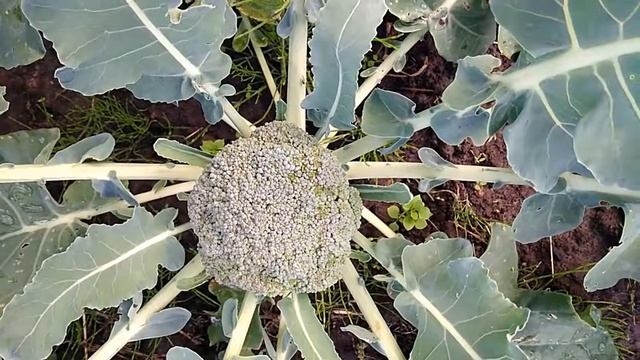 как растет брокколи 07 июля смотреть онлайн