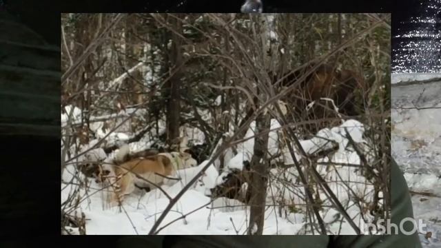 Рабочая зверовая лайка. Какая она должна быть!? смотреть онлайн