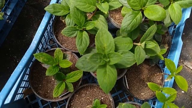 Гортензии на продажу. смотреть онлайн