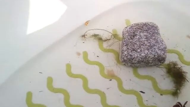 Краб в Анталии и оберег "рука Фатимы" смотреть онлайн