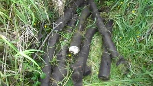 Шпальт черемухи. Два года на открытом воздухе. смотреть онлайн