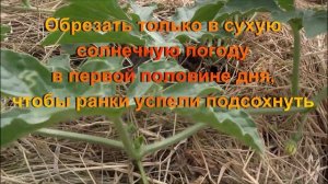 Как формировать арбуз в открытом грунте Московская область часть 2
