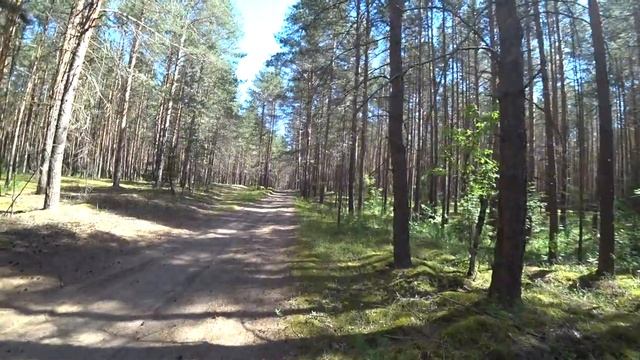 Верхняя Курья 16 июня (2 ч) Тропа лесоводов Прикамья. смотреть онлайн