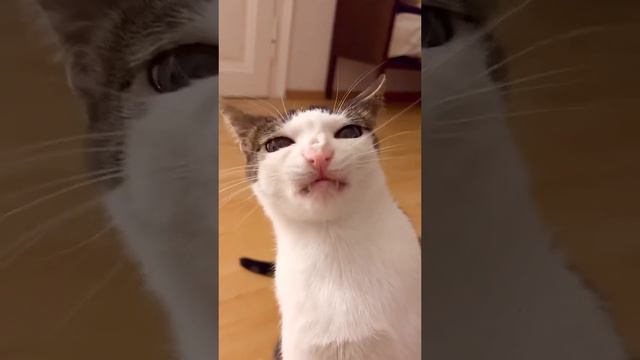 милый котик