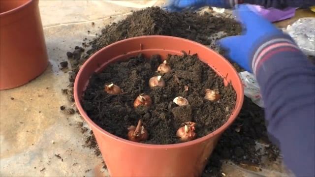 Посадка луковичных цветов! Тюльпаны, нарциссы, гиацинты, крокусы! смотреть онлайн