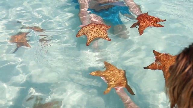 Морские звезды в Доминикане смотреть онлайн