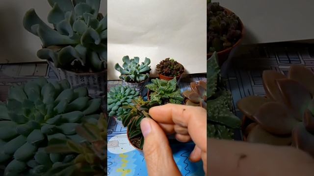 Обзор суккулентов из Леруа и Ашана.??? смотреть онлайн