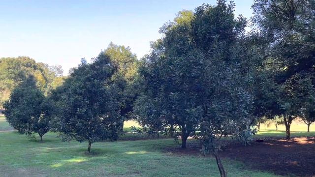 How the macadamia farming industry started. смотреть онлайн