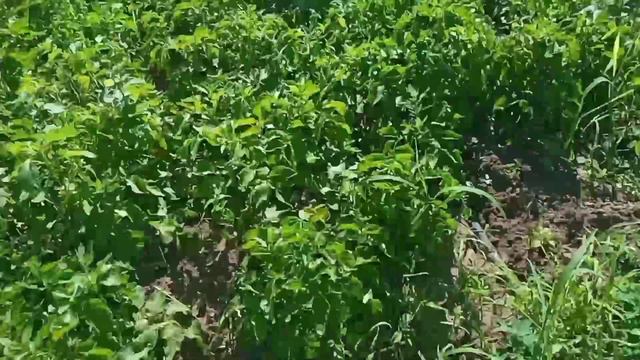 Херсонская область 16.06.2022.г смотреть онлайн