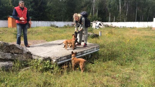 щенки малинуа Афи, Ами, Чеба знакомятся с рельефом техногенки, ч2 смотреть онлайн