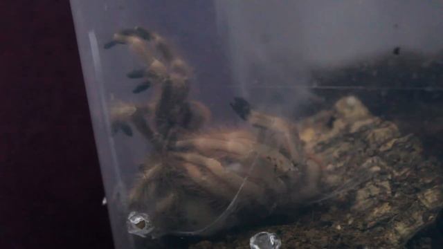 Линька паука-птицееда. смотреть онлайн