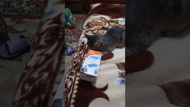 Кот лезет в коробку смотреть онлайн