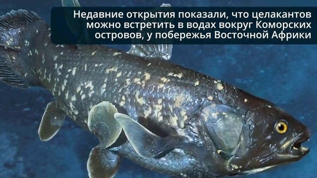 Доисторическая рыба Латимерия смотреть онлайн