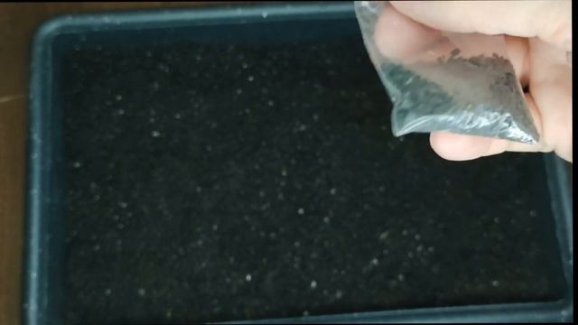Ялтинсукий лук из семян не в Ялте Крымский лук Сельская жизнь смотреть онлайн